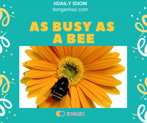 As busy as a bee tienganhaz.com idioms