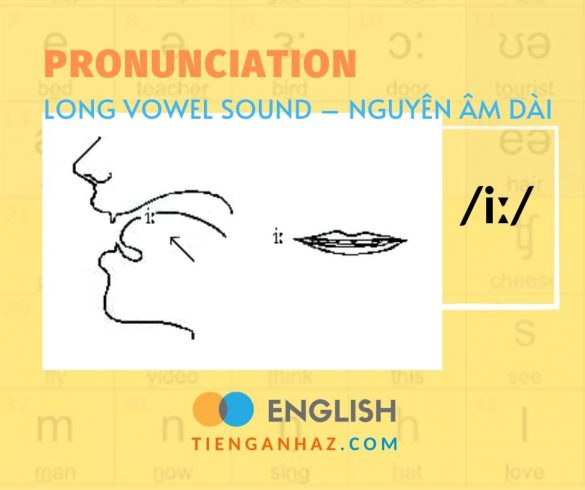 Pronunciation | Long vowel - Nguyên âm dài /i:/