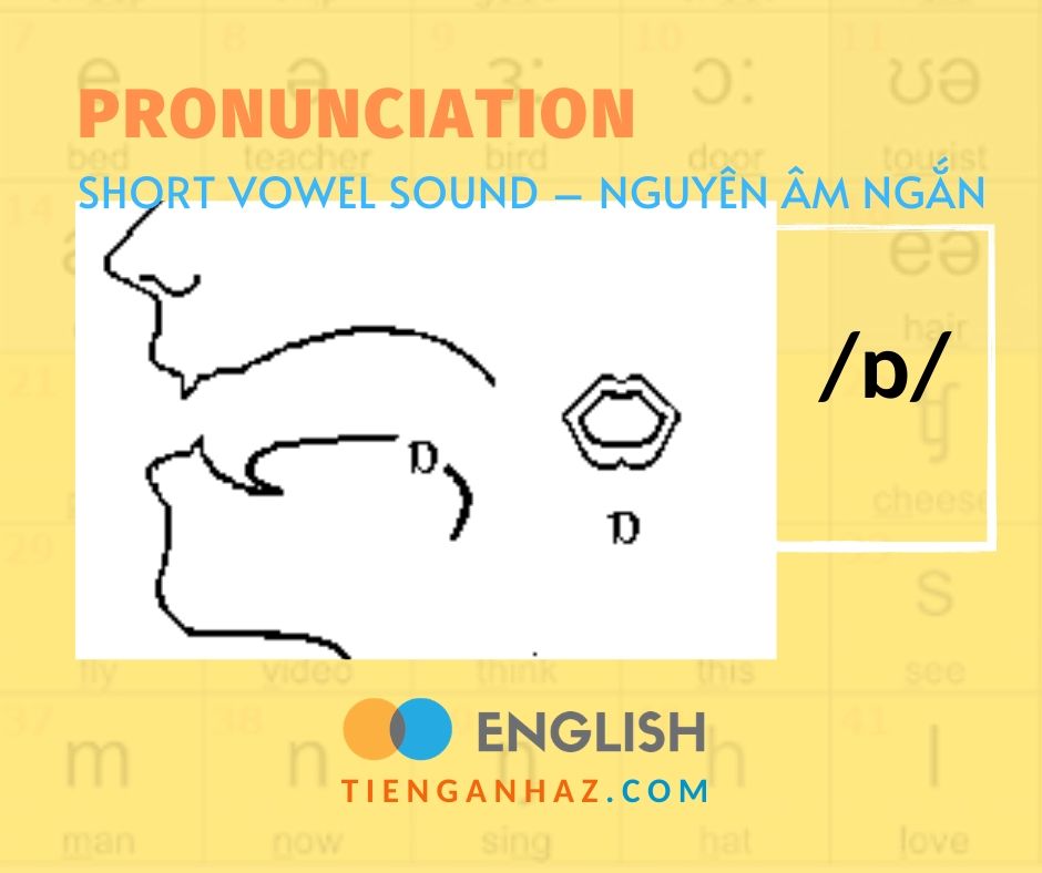 Pronunciation | Short vowel sound – Nguyên âm ngắn /ɒ/ - Tieng Anh AZ