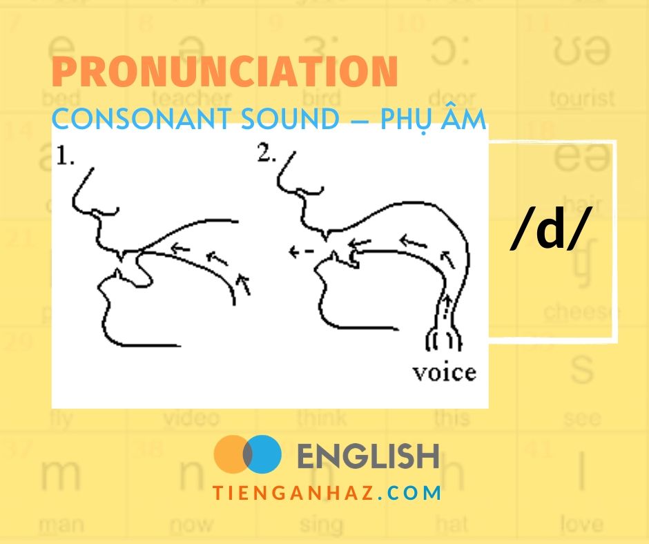 Pronunciation Consonant sound Phụ âm /d/ Tieng Anh AZ