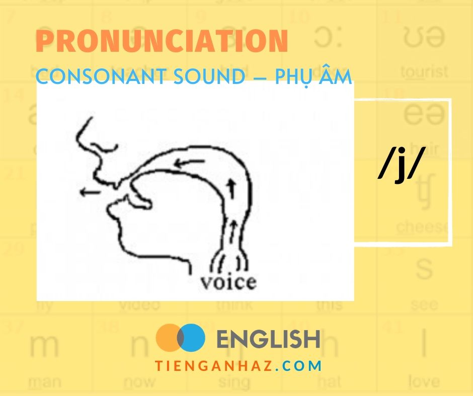 pronunciation-consonant-sound-ph-m-j-tieng-anh-az