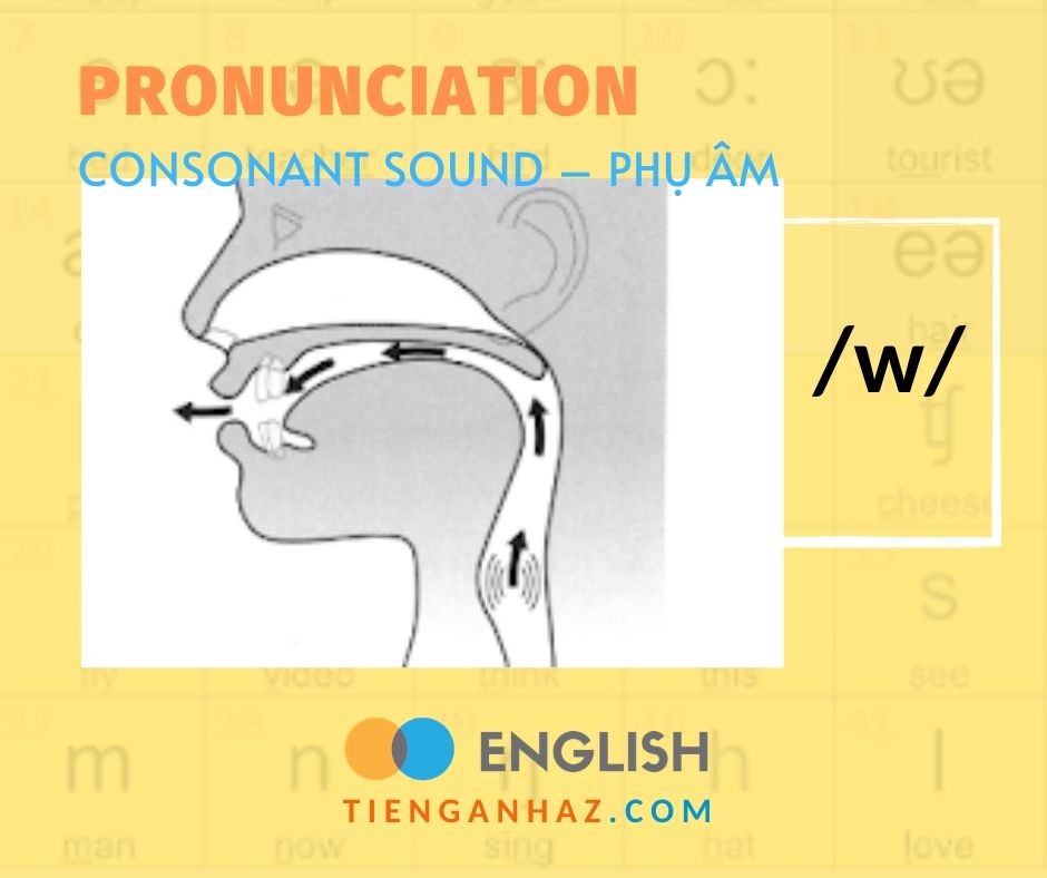 Pronunciation | Consonant sound - Phụ âm /w/ - Tieng Anh AZ