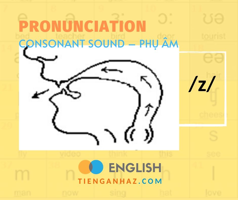 Pronunciation Consonant Sound Phụ Am Z Tieng Anh Az